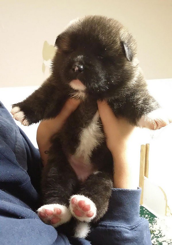15 Super Cute Puppies That Could Be Mistaken For Teddy Bears