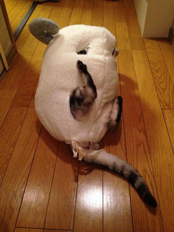 This Cat Celebrates The Chinese Year Of The Sheep In The Best Way Possible