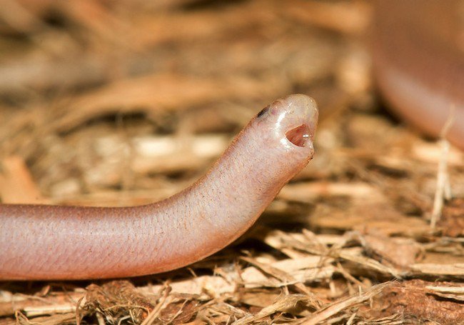 tiny-toothless-snake.jpg