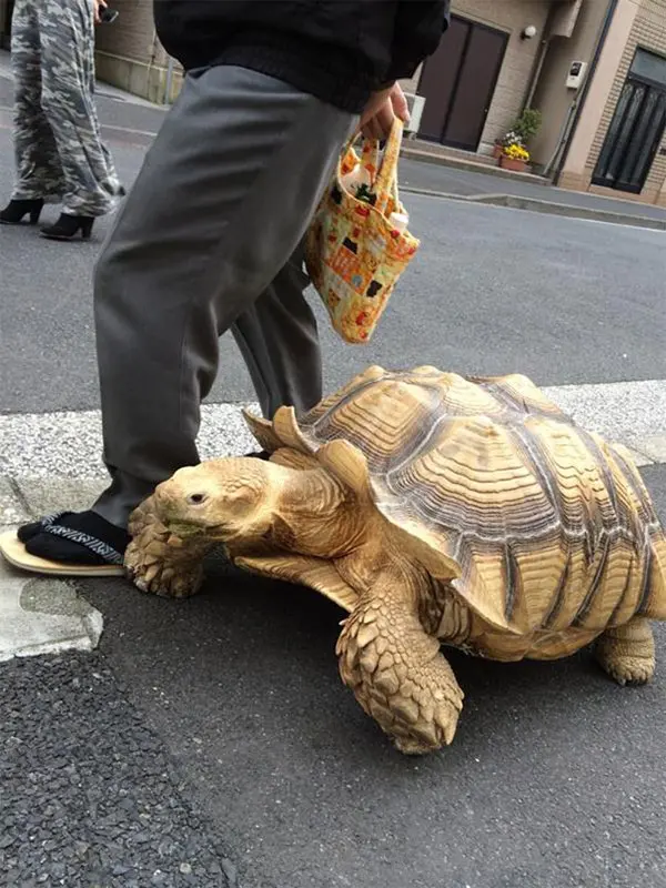 This Man In Tokyo Must Be The Most Patient Pet Owner In The World After