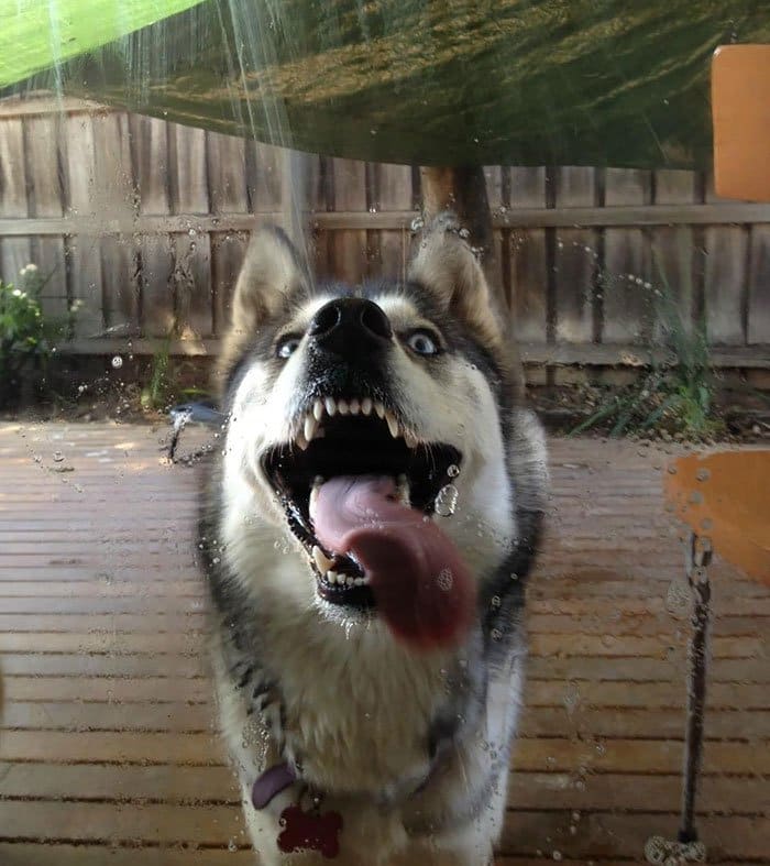 These 15 Pictures Of Animals Licking Glass Will Put A Smile On Your Face