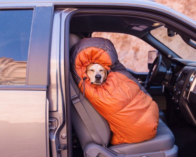 dog-sleeping-bag.jpg