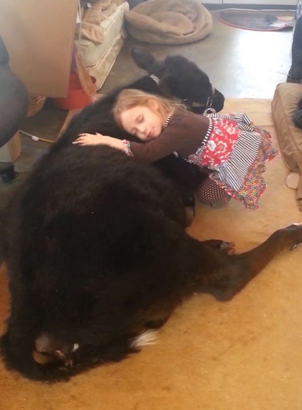 See 5-Year-Old Breanna Sneak A Cuddly Baby Cow Into Her Home