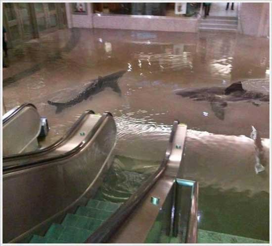 Sharks in a Flooded Shopping Mall? No