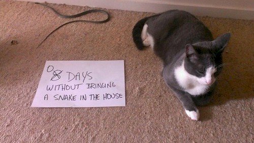 12 Images Of Mischievous Cats Causing Trouble