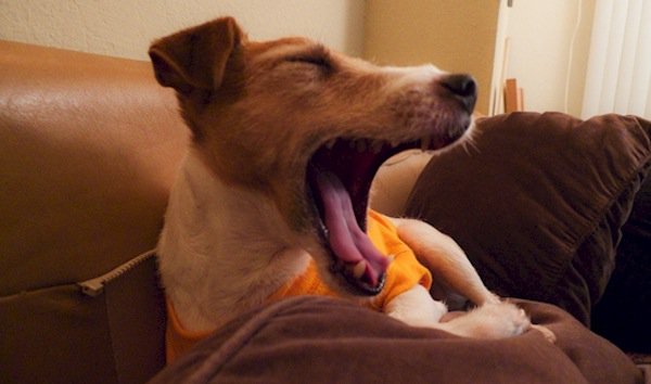 Image result for dog yawning in bed