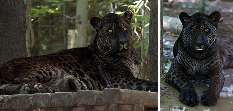 16 Hybrid Animals So Unusual It's Hard To Believe They're Real