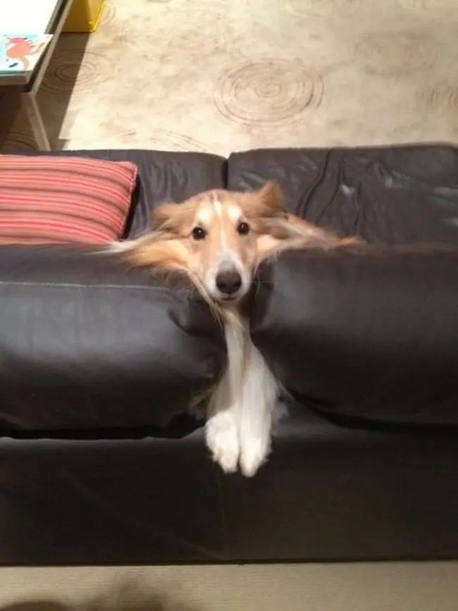 13 Images Of Dogs That Are Acting Hilariously Casual About Being Stuck