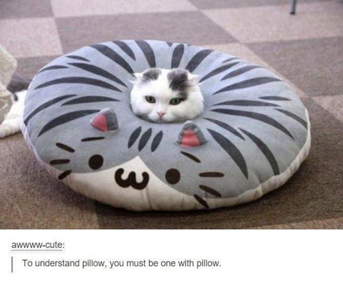 http://www.awesomeinventions.com/wp-content/uploads/2016/04/cat-pictures-pillow.jpg