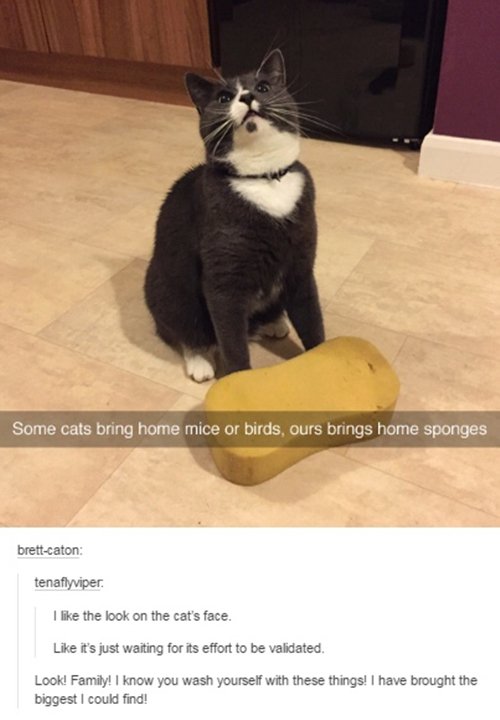 http://www.awesomeinventions.com/wp-content/uploads/2016/04/cat-pictures-sponge.jpg