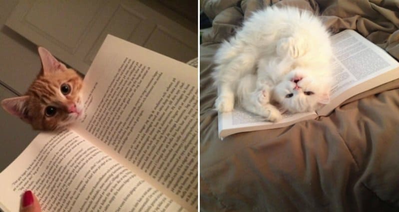 9 Super Cute Cats Who Want To Know What You're Reading