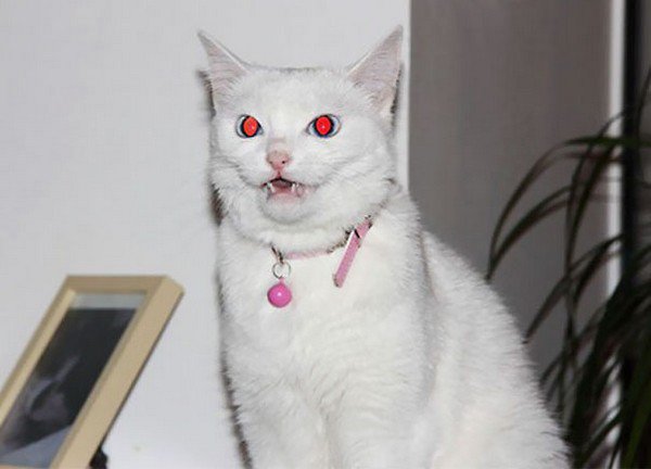 Unsettling Images That Prove Cats Are Secretly Evil