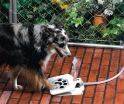 Doggie Water Fountain