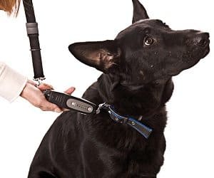 tug preventing dog trainer