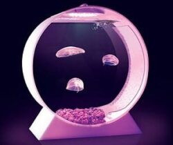 Jellyfish Tank