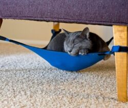Cat Hammock
