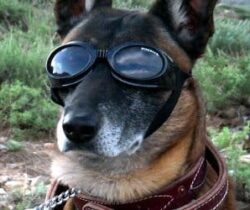 dog goggles