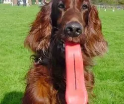 giant tongue dog ball