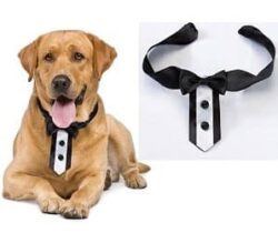 tuxedo dog collar