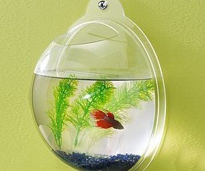 wall mounted fish bowl