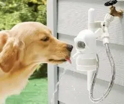 outdoor pet fountain