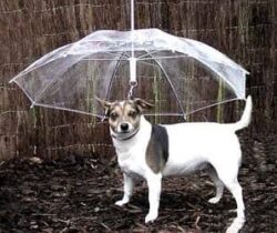 pet umbrella
