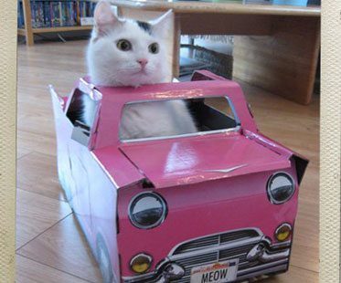CAR-PLAY-BOX-FOR-CAT
