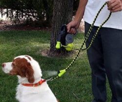 misting dog leash