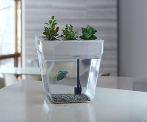 SELF-CLEANING-FISH-TANKS