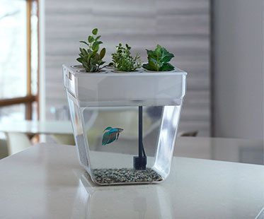 Self Cleaning Fish Tank