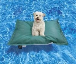 dog pool float