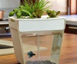 self cleaning fish tank