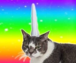 unicorn horn for cats