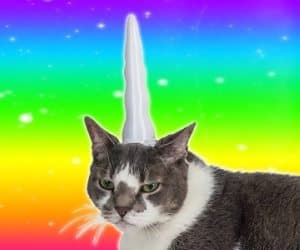 unicorn horn for cats