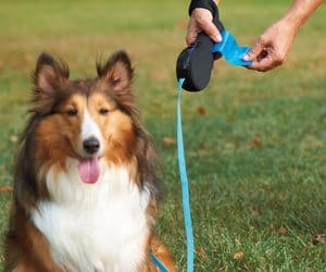 dog leash with bag holder