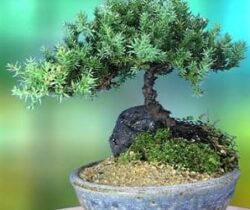 juniper bonsai tree