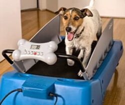 dog treadmill