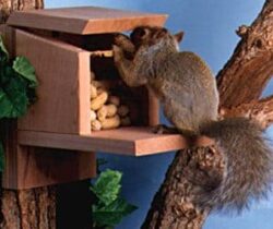 squirrel feeder