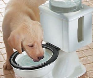 toilet bowl pet fountain