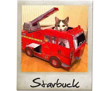 Fire Truck Cat Playhouse