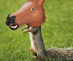 horse head squirrel feeder