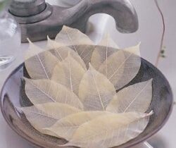 soap leaves