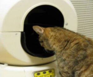 Self Cleaning Litter Box