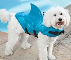 Shark fin dog life vest