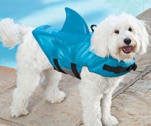 Shark fin dog life vest