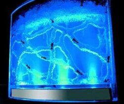 illuminated ant farm