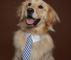 pet neck tie