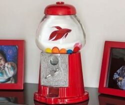 gumball machine fishbowl