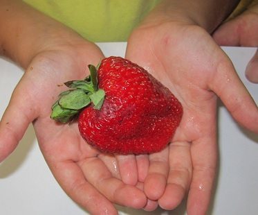 Giant Strawberry Seed