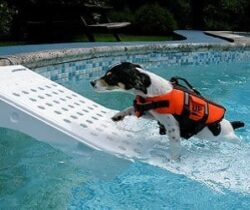 pet water ramp